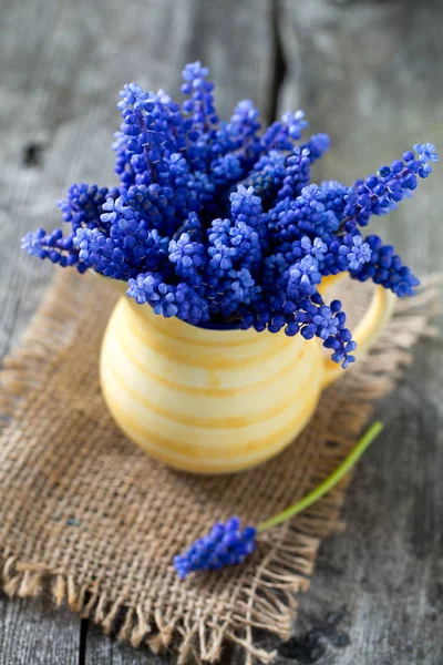 Traubenhyazinthe Blüht Einem Krug — Stockfoto