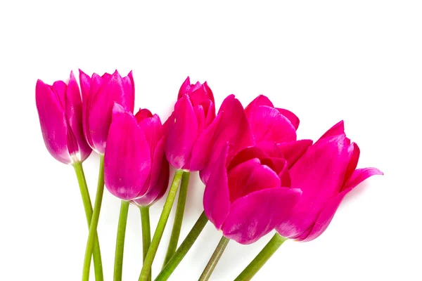Csodálatos Színes Aromás Virágok Virágoznak — Stock Fotó