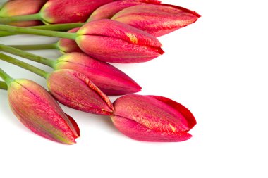 İnanılmaz renkli ve aromatik çiçekler açar.