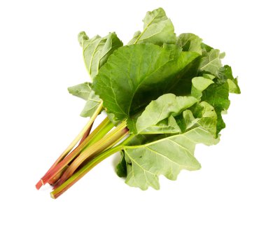 taze ravent üzerinde beyaz izole