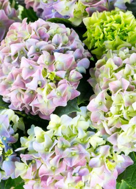 İnanılmaz renkli ve aromatik çiçekler açar.