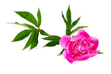 beyaz izole peonies