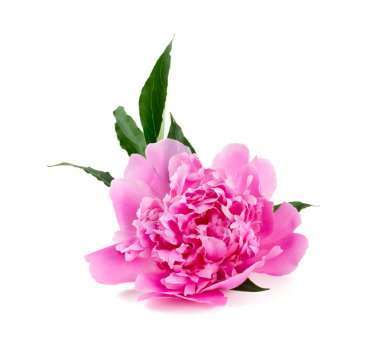 beyaz izole peonies