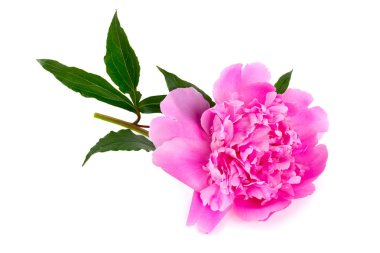 beyaz izole peonies