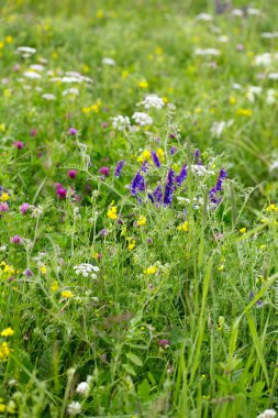 İnanılmaz renkli ve aromatik çiçekler açar.