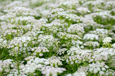 İnanılmaz renkli ve aromatik çiçekler açar.