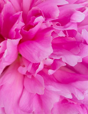 güzel peonies yakın çekim