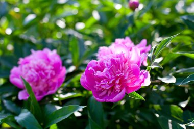 Peonies çiçek yeşil yaprakları ile büyüyen şaşırtıcı
