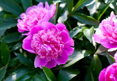 Peonies çiçek yeşil yaprakları ile büyüyen şaşırtıcı