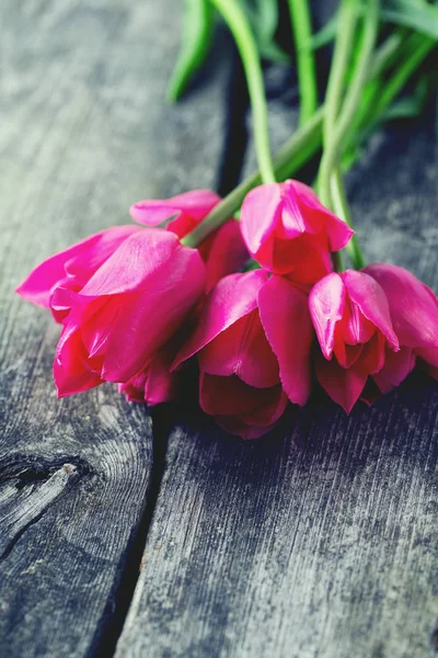 Nanılmaz Renkli Aromatik Çiçekler Açar — Stok fotoğraf