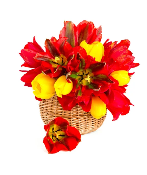 Czerwone Żółte Tulipany — Zdjęcie stockowe