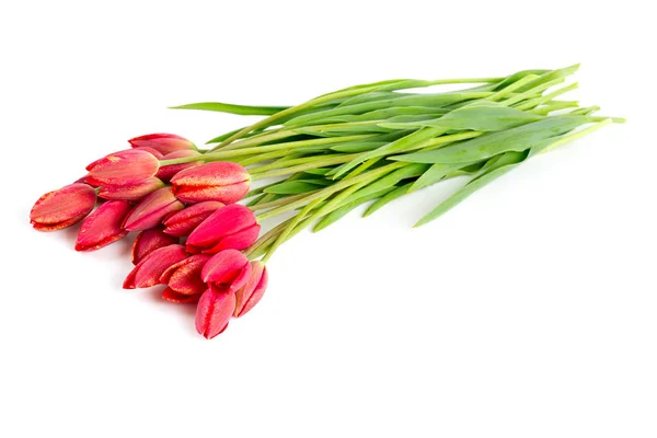 Erstaunlich Bunte Und Aromatische Blumen Blühen — Stockfoto