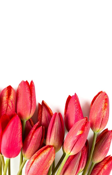 Erstaunlich Bunte Und Aromatische Blumen Blühen — Stockfoto