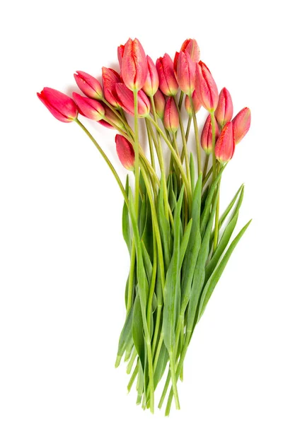 Flor Flores Coloridas Aromáticas Surpreendentes — Fotografia de Stock