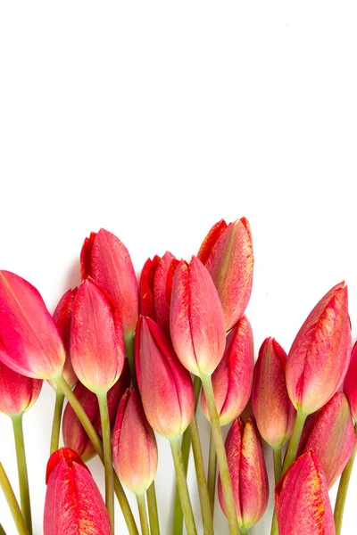 Fleurs Colorées Aromatiques Étonnantes Fleurissent — Photo