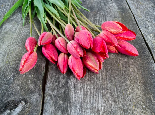 Increíbles Flores Coloridas Aromáticas Florecen — Foto de Stock