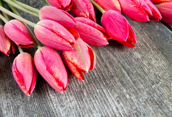 Καταπληκτικά Πολύχρωμα Και Αρωματικά Άνθη — Φωτογραφία Αρχείου