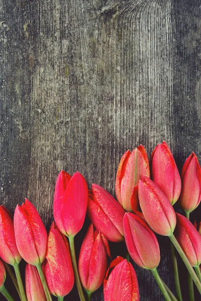 Nanılmaz Renkli Aromatik Çiçekler Açar — Stok fotoğraf