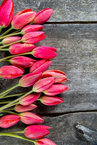 Nanılmaz Renkli Aromatik Çiçekler Açar — Stok fotoğraf