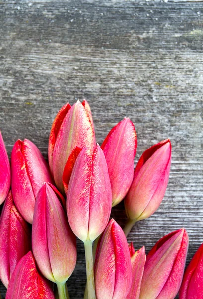 Удивительные Красочные Ароматные Цветы Цветут — стоковое фото