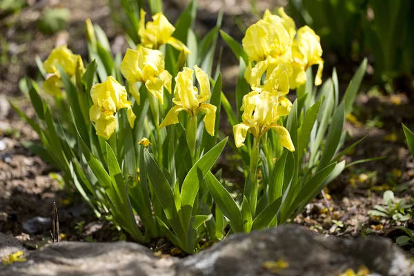 Verbazingwekkende Kleurrijke Aromatische Bloemen Bloeien — Stockfoto