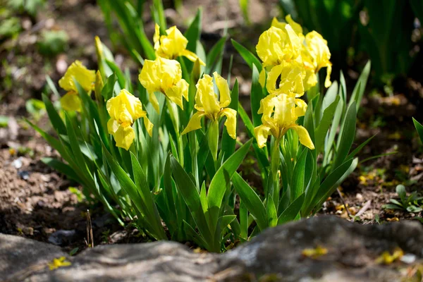 Erstaunlich Bunte Und Aromatische Blumen Blühen — Stockfoto