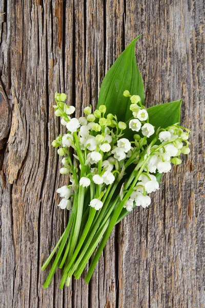 Amazing Colorful Aromatic Flowers Blossom — Stock Photo, Image