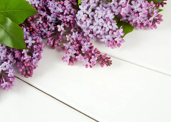 Erstaunlich Bunte Und Aromatische Blumen Blühen — Stockfoto