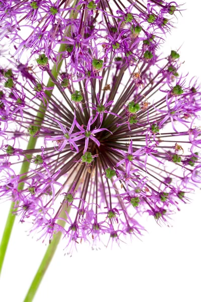 惊人的生长柔软的紫色花 — 图库照片