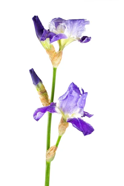 Flor Iris Púrpura Aislada Blanco — Foto de Stock