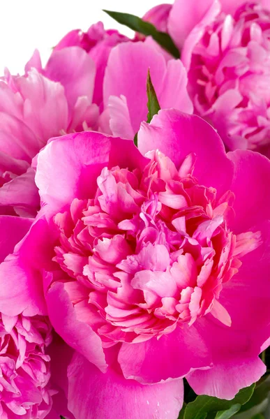 Verbazingwekkende Kleurrijke Aromatische Bloemen Bloeien — Stockfoto