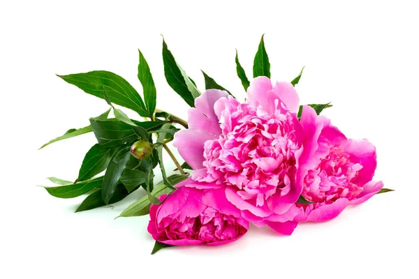 Verbazingwekkende Kleurrijke Aromatische Bloemen Bloeien — Stockfoto