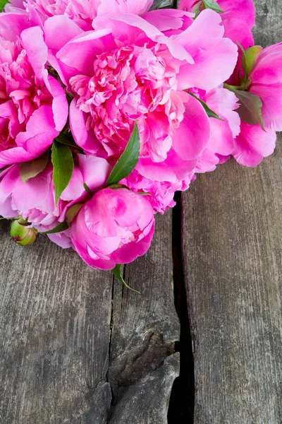 Erstaunlich Bunte Und Aromatische Blumen Blühen — Stockfoto