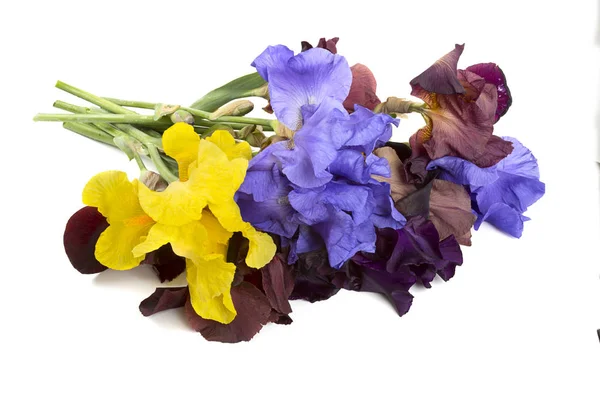Multicolored Hybrid Bearded Irises — Stock Photo, Image
