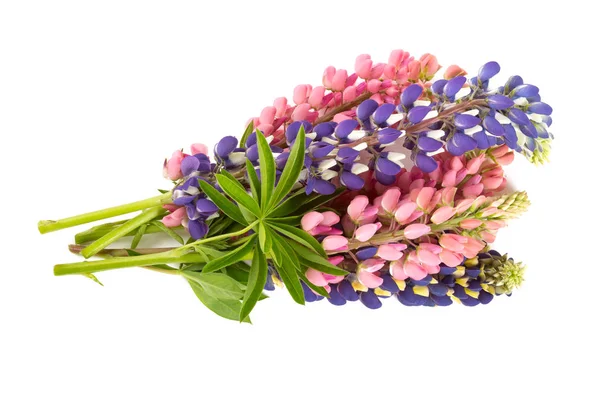 Increíbles Flores Coloridas Aromáticas Florecen —  Fotos de Stock