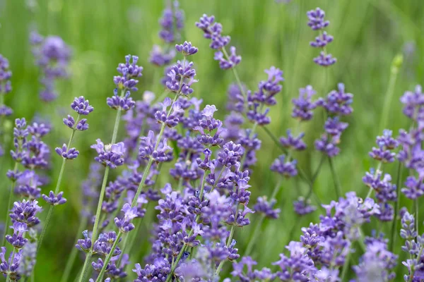 Lavendel Groeit Close Weergave — Stockfoto