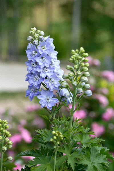 Úžasné Barevné Aromatické Květy Kvetou — Stock fotografie