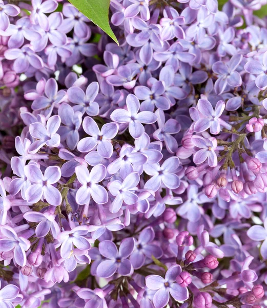 Erstaunlich Bunte Und Aromatische Blumen Blühen — Stockfoto