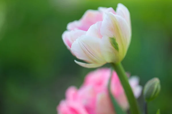 Amazing Colorful Aromatic Flowers Blossom — Stock Photo, Image