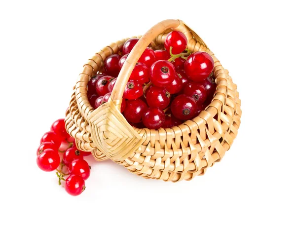 Red Currants Basket White — Stock Photo, Image