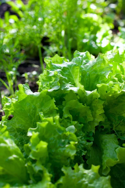 Fräsch Och Frisk Växande Grön Sallad — Stockfoto