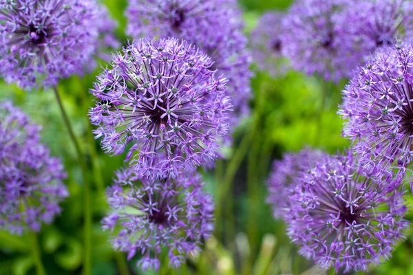 Crescimento Surpreendente Flores Allium Roxo Macio — Fotografia de Stock