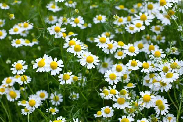 Úžasné Barevné Aromatické Květy Kvetou — Stock fotografie
