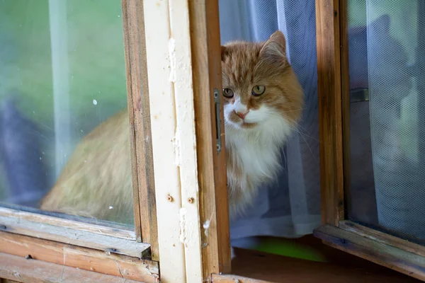 Katze Sitzt Auf Fensterbank — Stockfoto