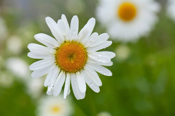 Csodálatos Színes Aromás Virágok Virágoznak — Stock Fotó