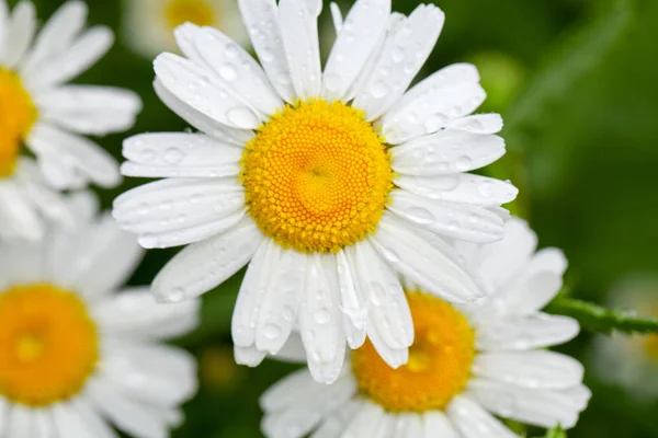 色鮮やかで芳香のある花々 — ストック写真