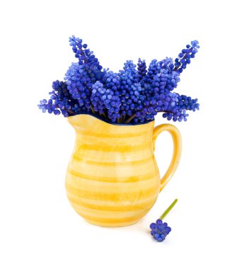 sarı bir sürahi Muscari çiçeklenir