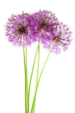 Yumuşak mor allium çiçeklerin büyüyen şaşırtıcı