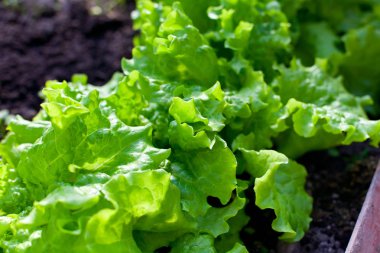 Taze ve sağlıklı yeşil marul büyüyen