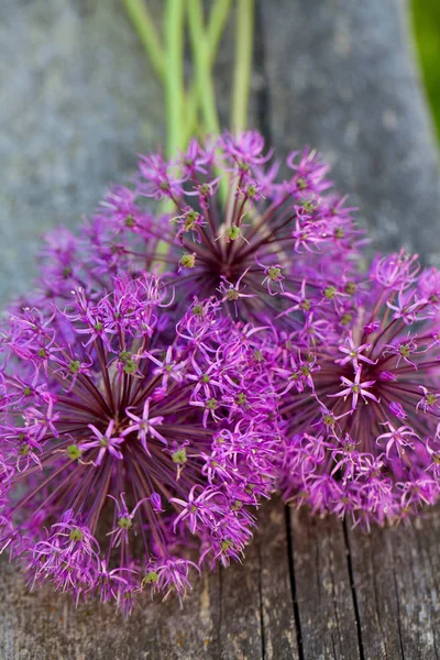 惊人的生长柔软的紫色花 — 图库照片